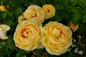 BELLE DE JOUR (floribunda)